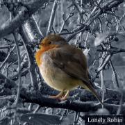 Lonely Robin