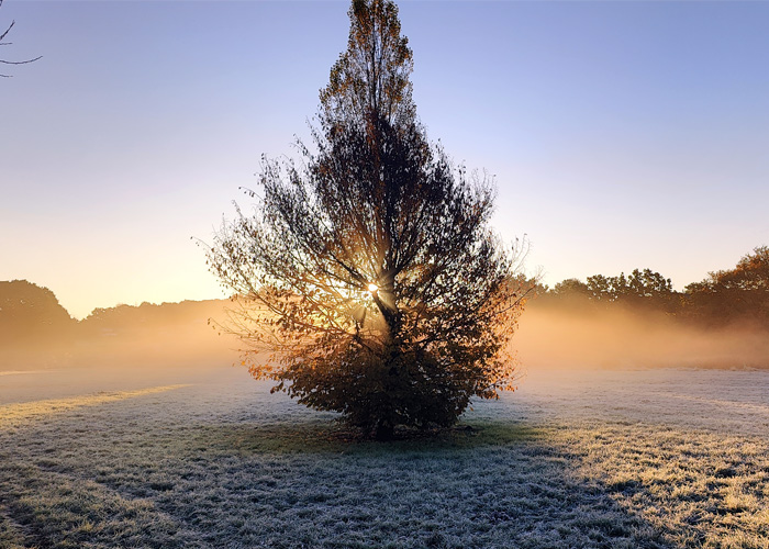 Winter Tree